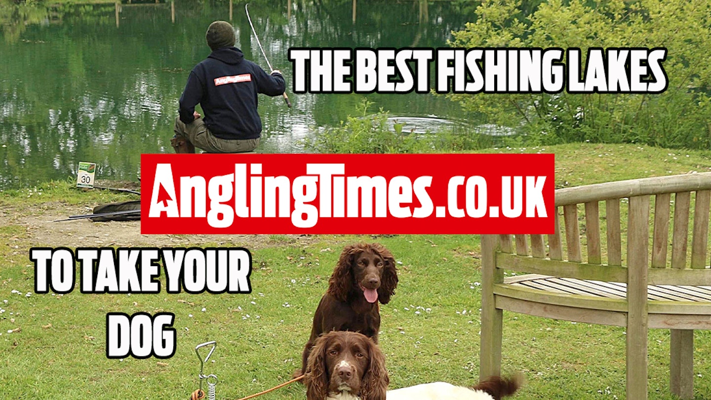 Fishing near me: The best dog-friendly lakes in the UK