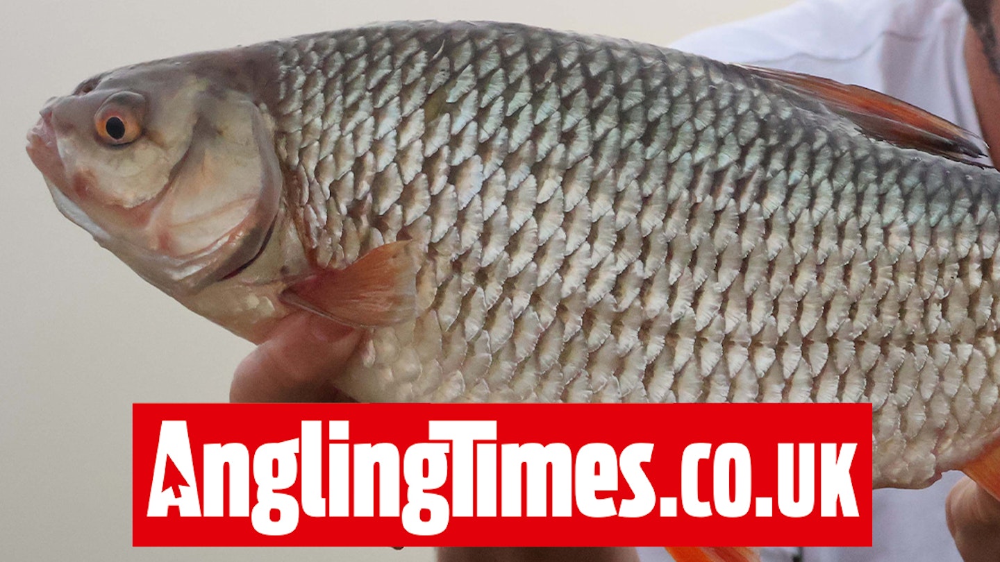 ‘Unbelievable’ roach banked on misty morning fishing trip