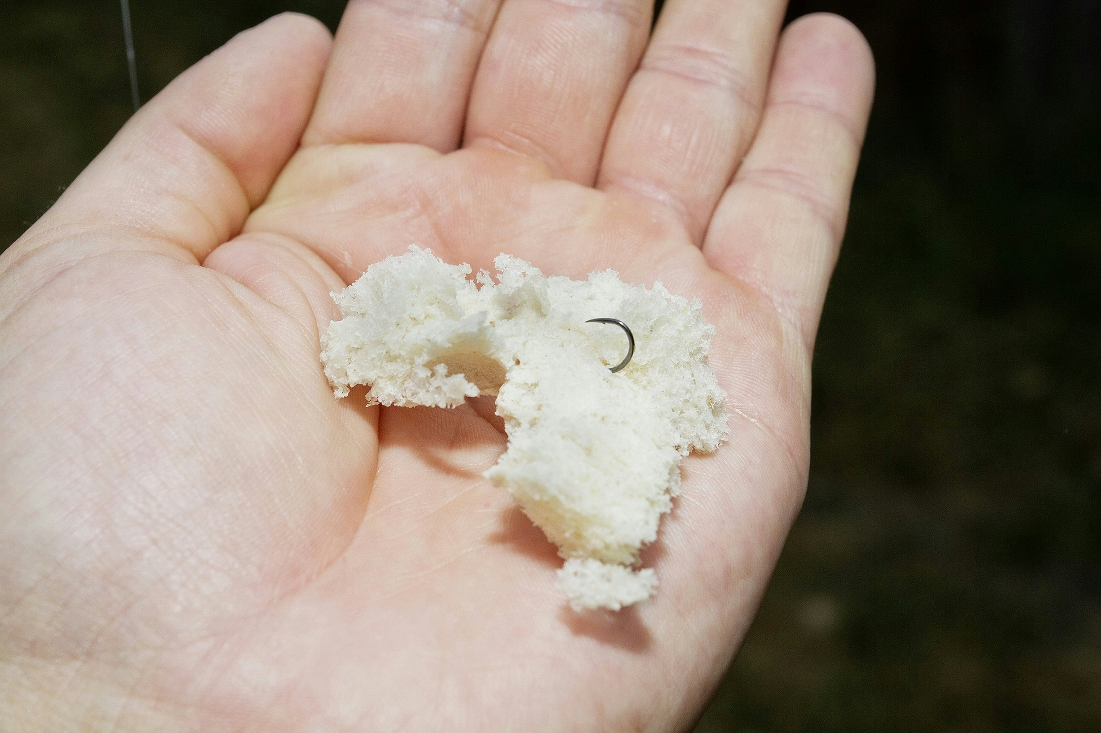 Bread is one of the most instant baits available.
