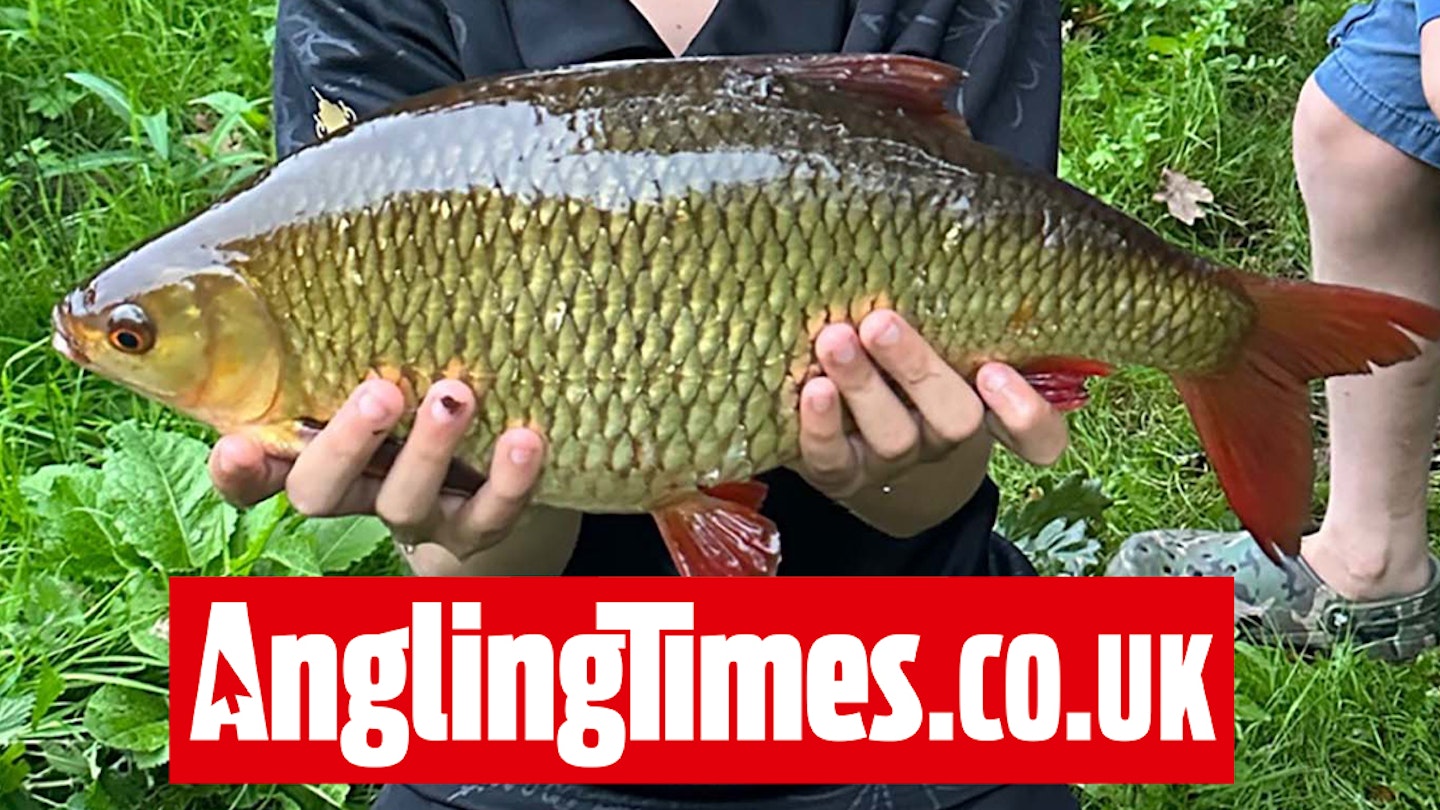 Images Of Roach Fish 3,500+ Roach Fish Stock Photos, Pictures