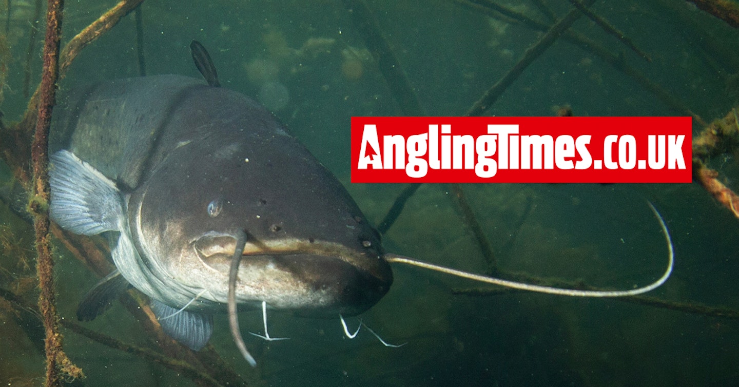 Angler's rod almost 'pulled in' by catfish whilst fishing small river at the bottom of his garden