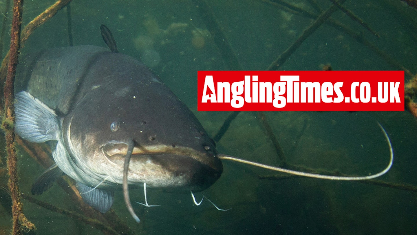Angler’s rod almost ‘pulled in’ by catfish whilst fishing small river at the bottom of his garden