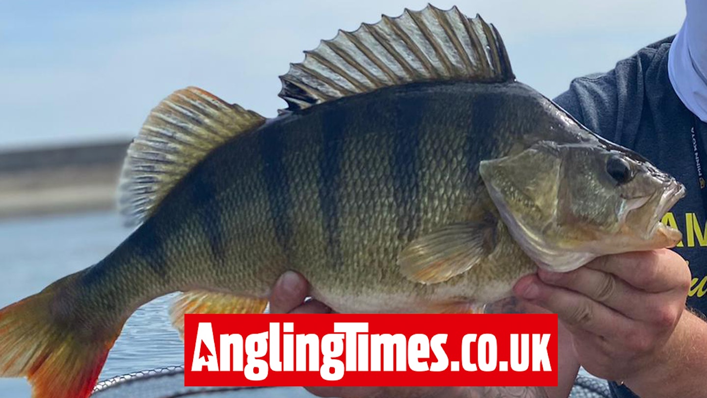 Crankbait lure snatched by immaculate reservoir perch