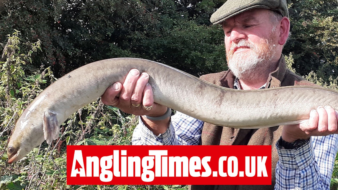 Enthusiastic angler waits 155 nights to hook giant specimen eel