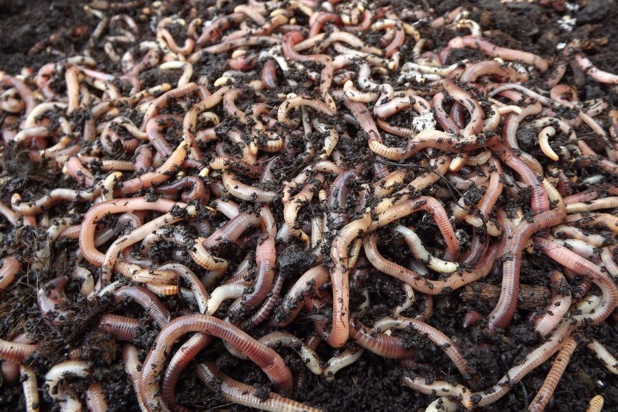 Worms are a great hookbait option.