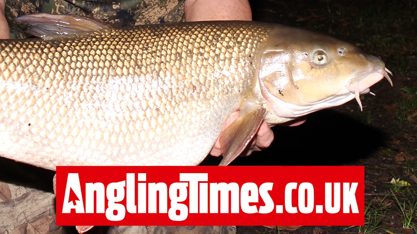 Another superb King’s Weir barbel hits the bank