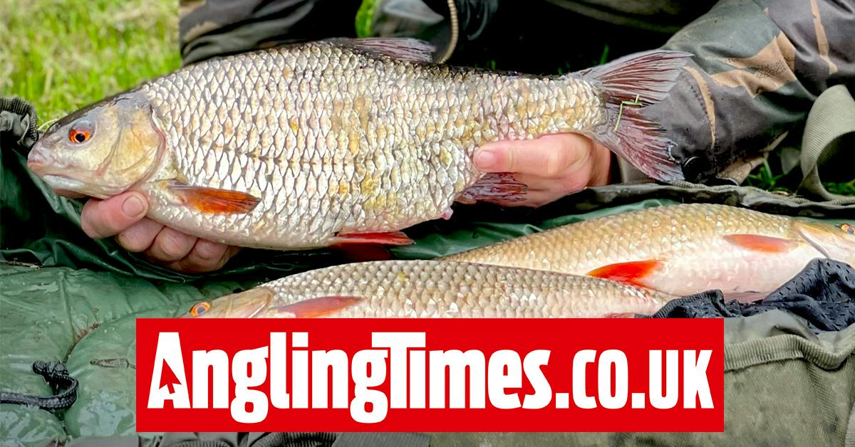 Rare 3lb-plus river roach falls to shallow float fishing tactics ...