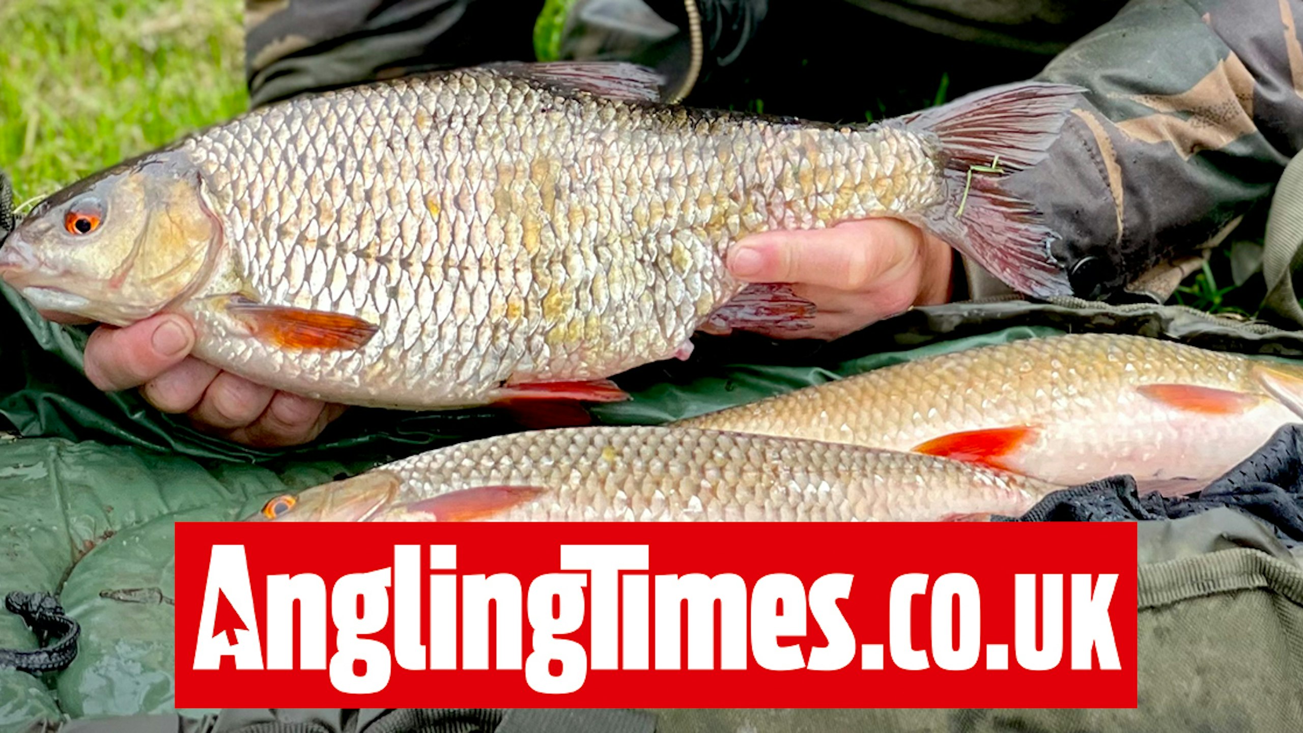 Rare 3lb-plus river roach falls to shallow float fishing tactics