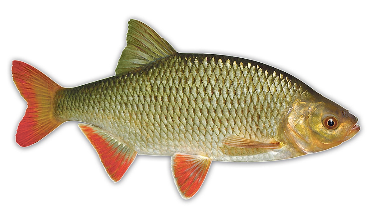 How long do our coarse fish live? | Angling Times