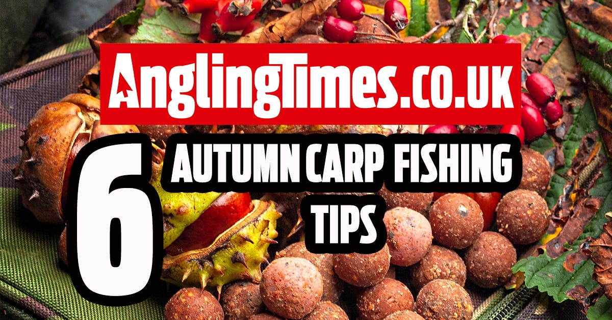 Six ultimate autumn carp fishing edges you must try now! Angling Times