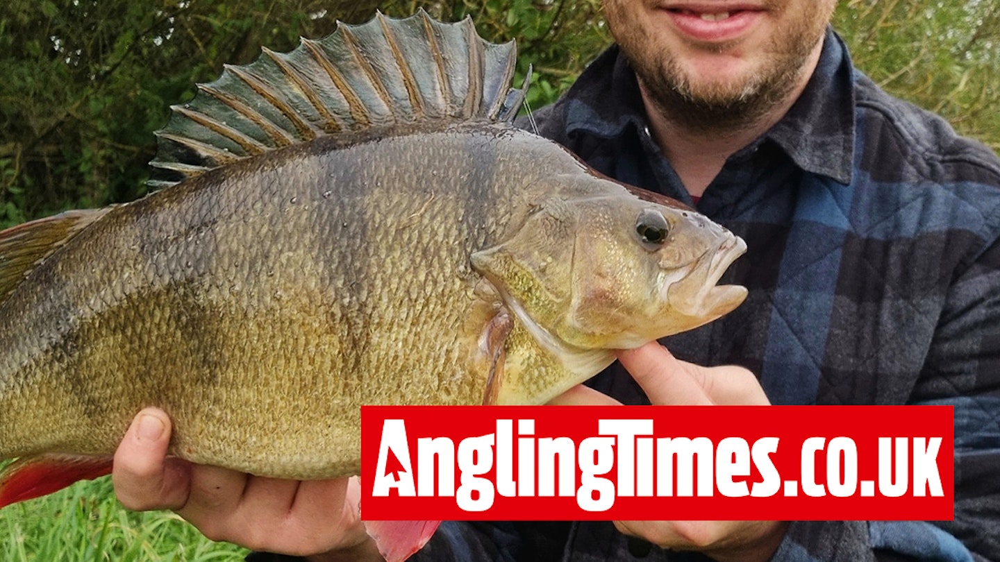 Angler hits big-perch jackpot on the Thames!