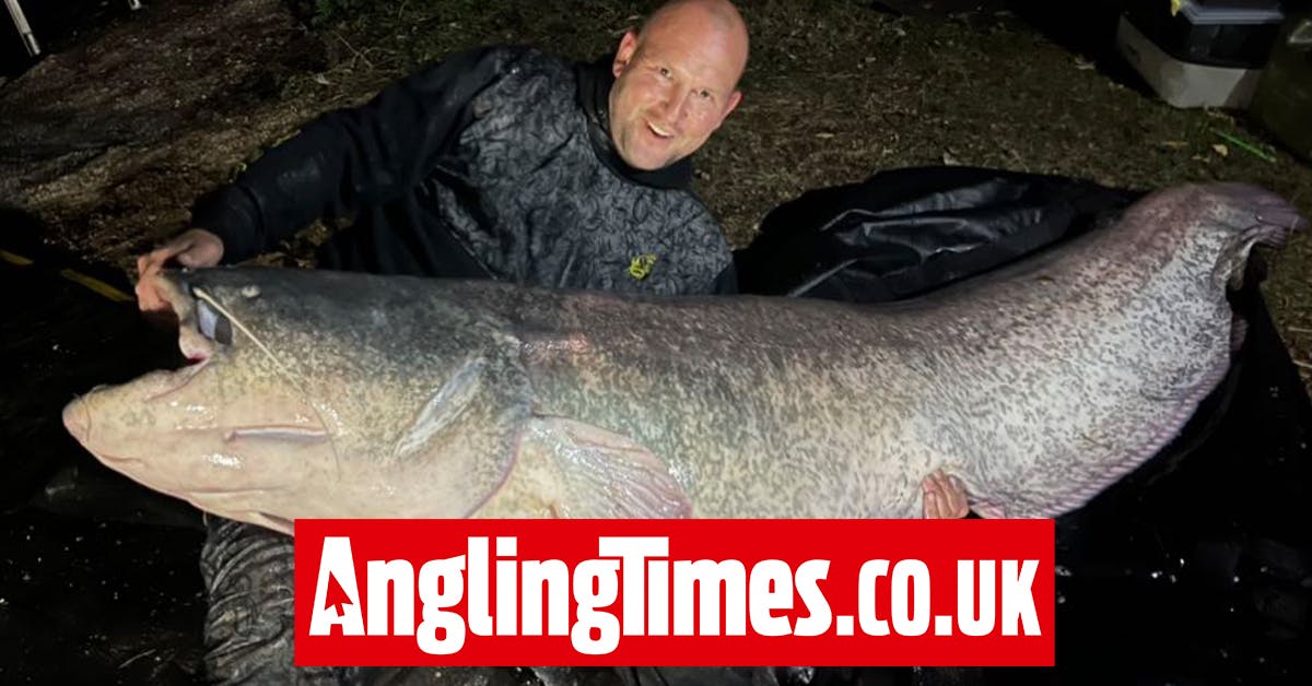 Essex angler catches astonishing record haul of monster catfish on