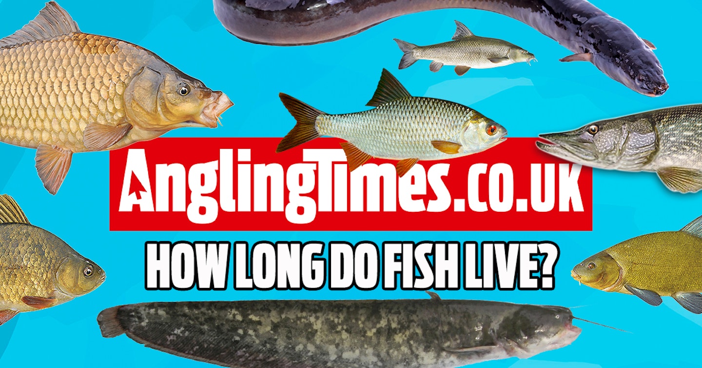 How long do our coarse fish live?