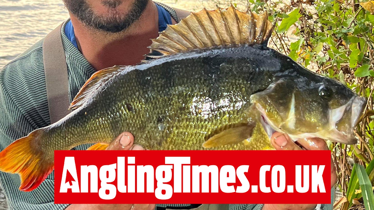 Switch from lures to prawns brings superb northern perch