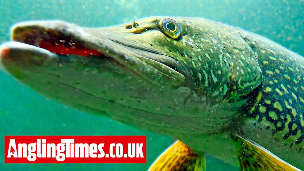 The importance of predator fish in fisheries | Angling Times
