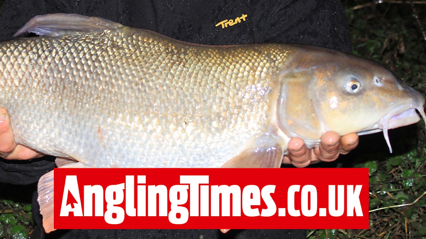 Huge Trent barbel strikes in savage fishing conditions