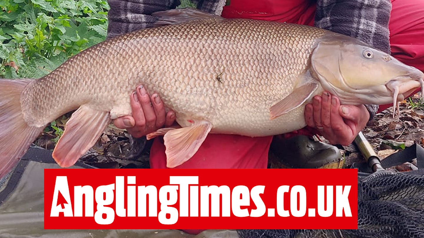 Huge 19lb-plus Trent barbel falls to maggots on holiday fishing trip