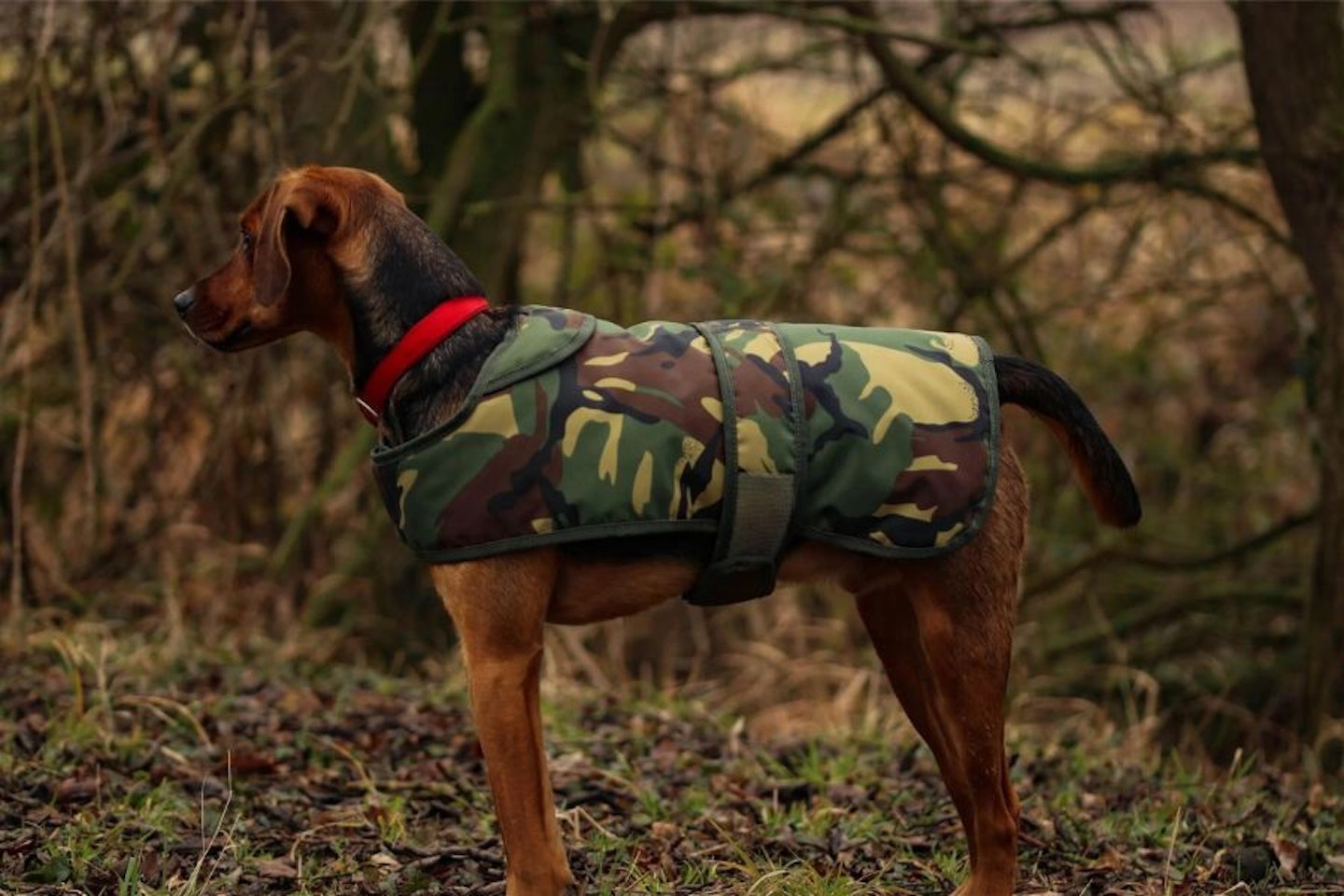 Cotswold Aquarius Camo Dog Jacket