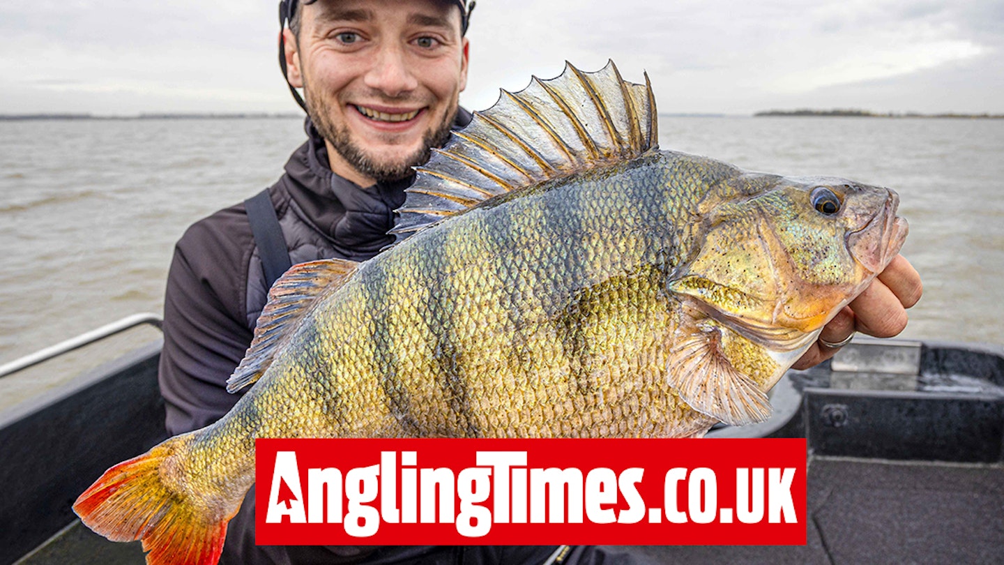 UK specimen angler lands extraordinary perch on Holland fishing trip