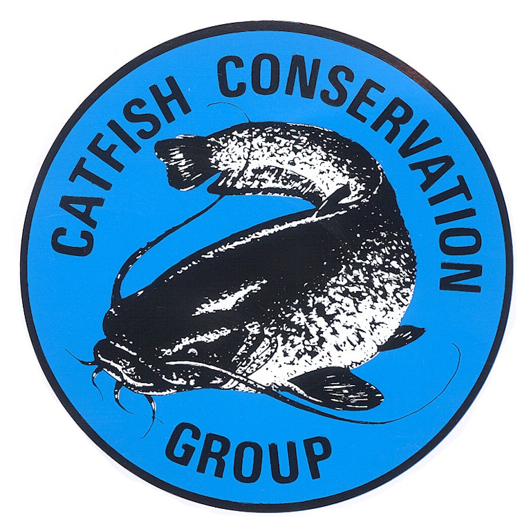 Catfish added back to the British Record Fish list Angling Times
