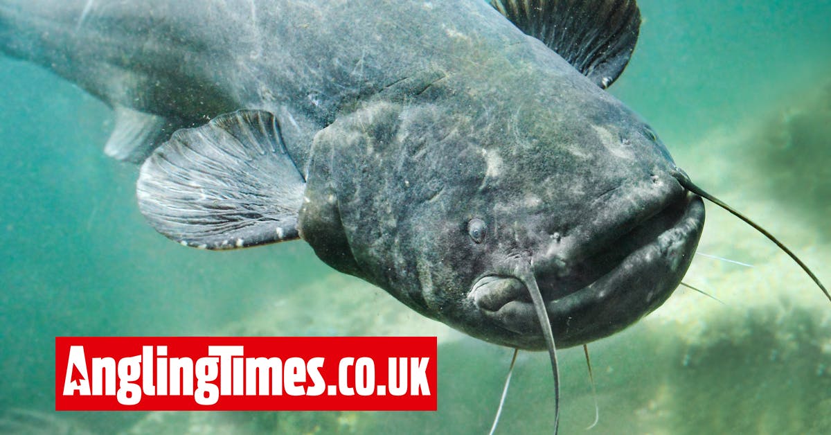 Catfish added back to the British Record Fish list | Angling Times