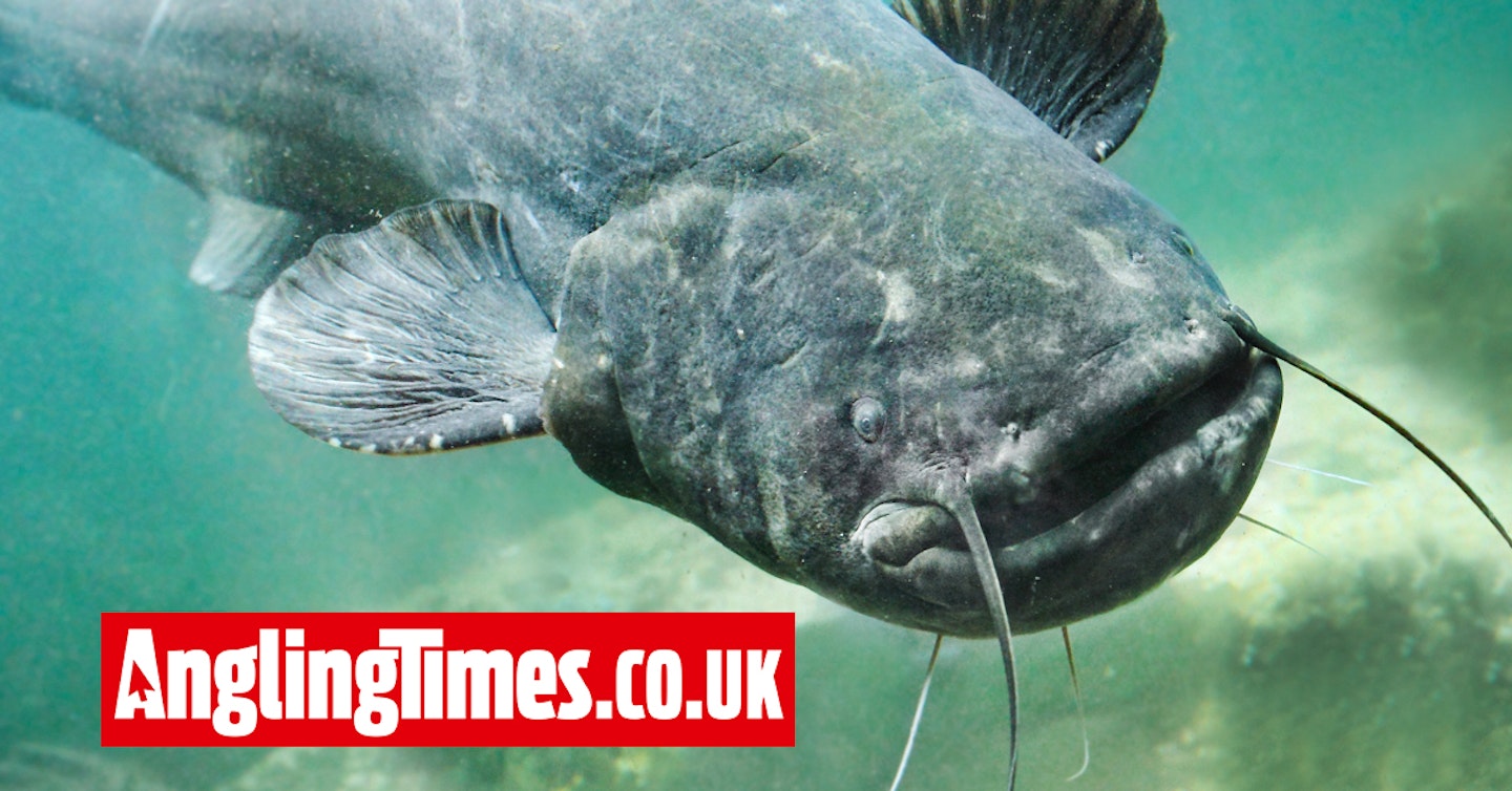 Catfish added back to the British Record Fish list