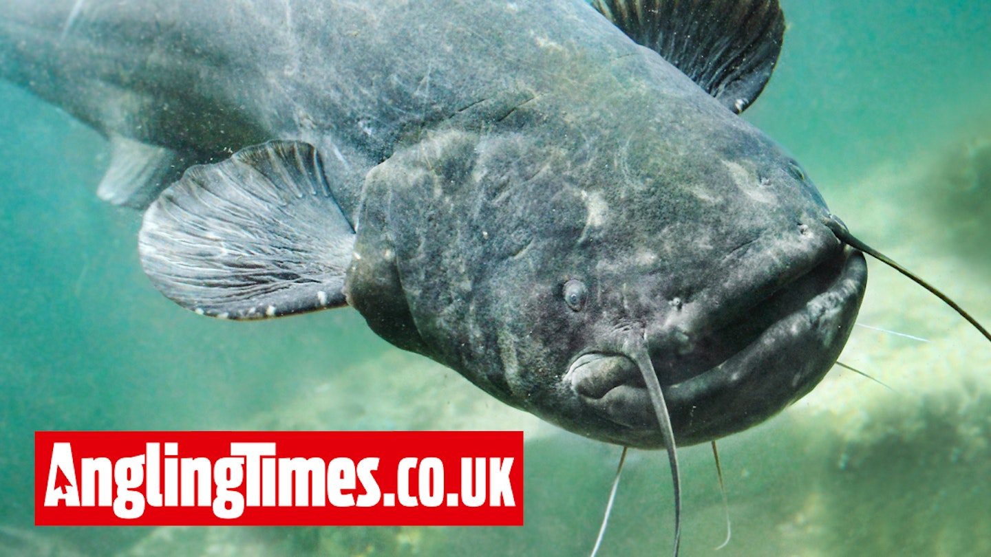 Catfish added back to the British Record Fish list