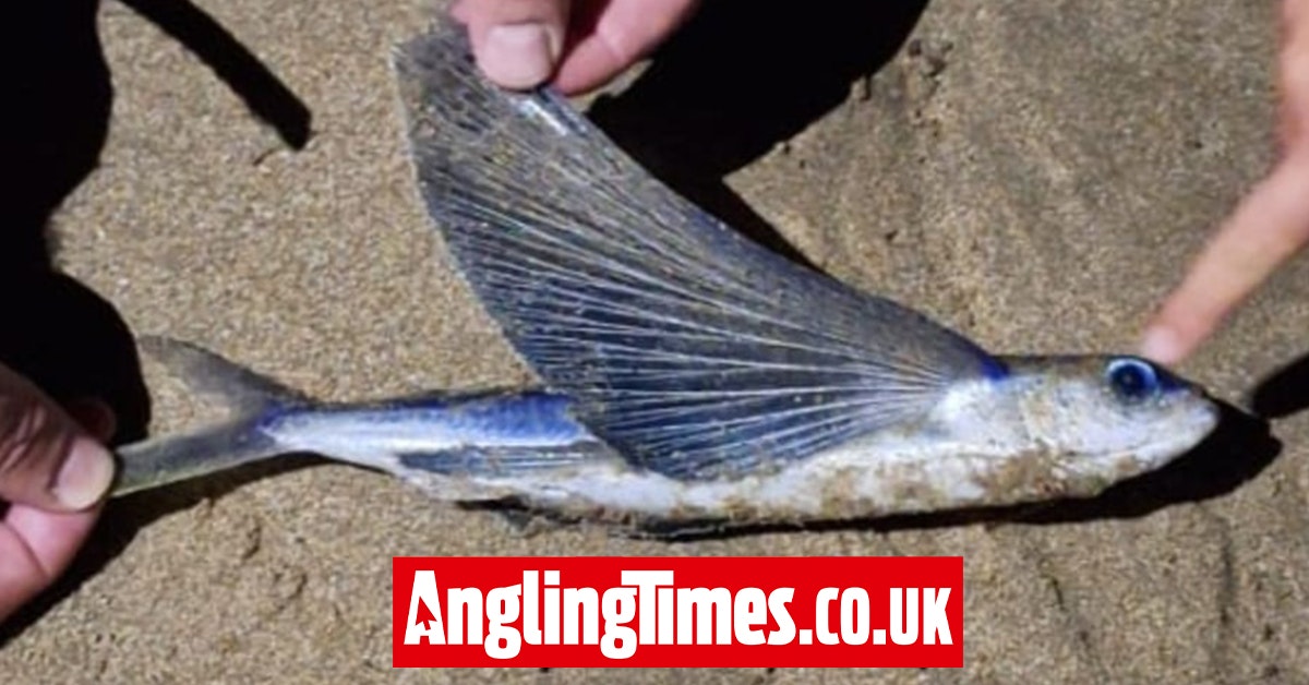 Flying fish found in Wales!