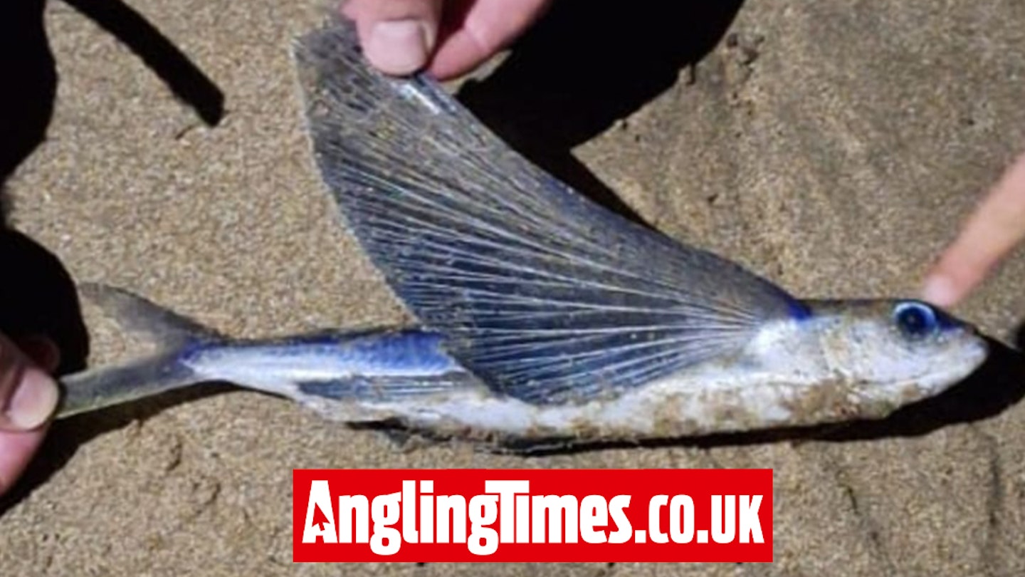 Flying fish found in Wales!