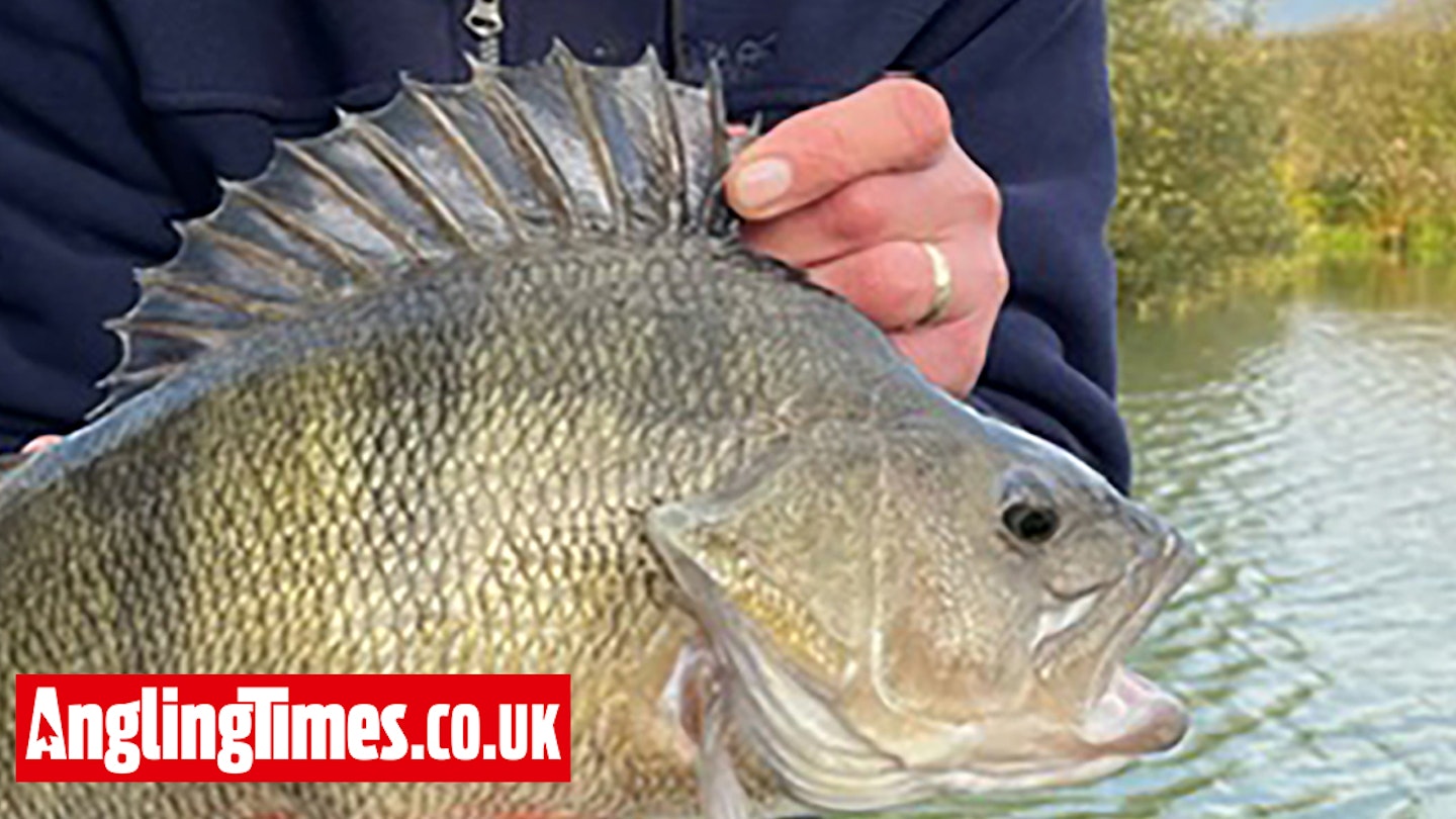 Another monster perch caught at Devon holiday venue