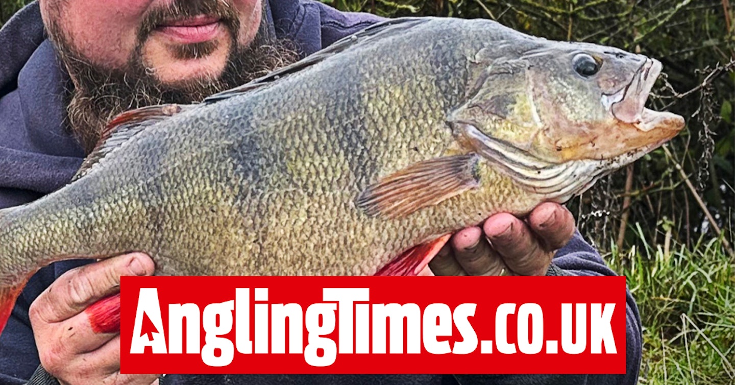 Yorkshire angler lands one of the biggest hauls of specimen perch ever reported