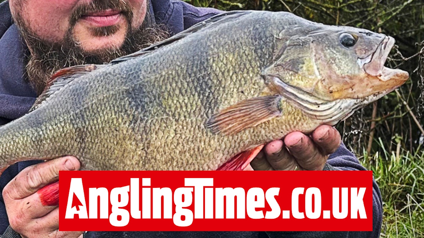 Yorkshire angler lands one of the biggest hauls of specimen perch ever reported