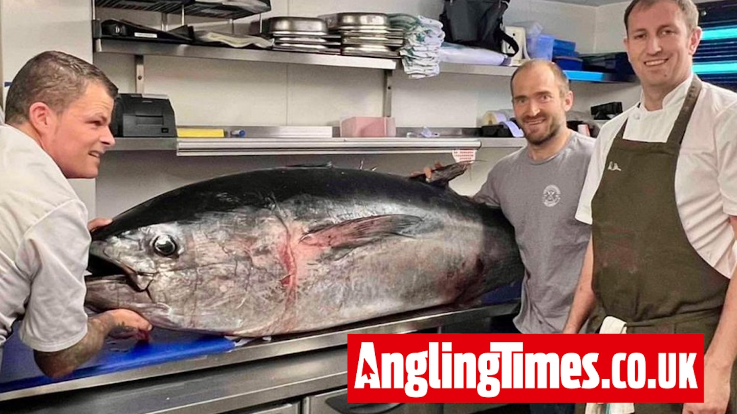 Anglers incensed as chefs flaunt first UK commercial tuna in 70 years