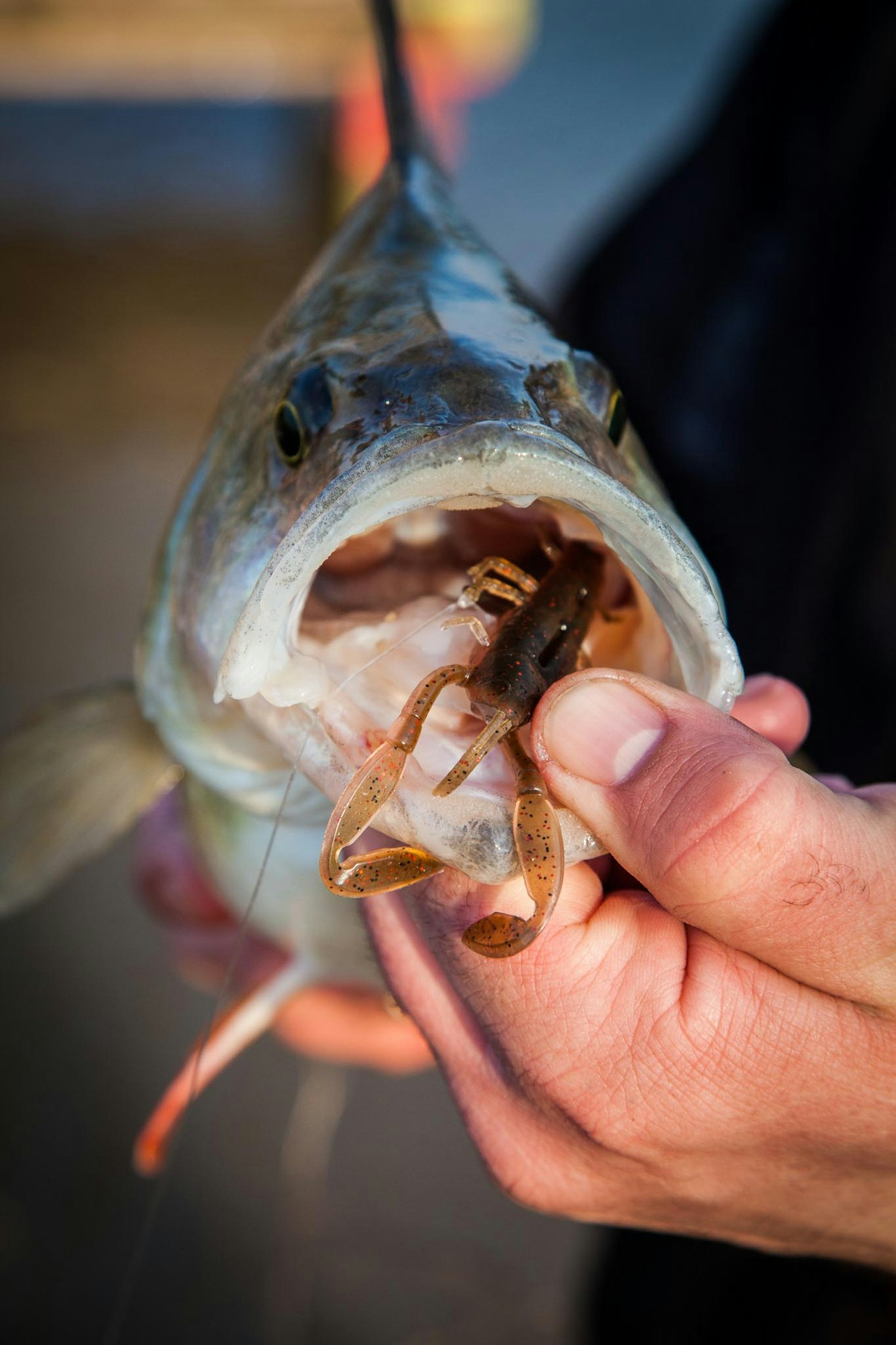 How often do you hook a fish outside the mouth? : r/FishingForBeginners