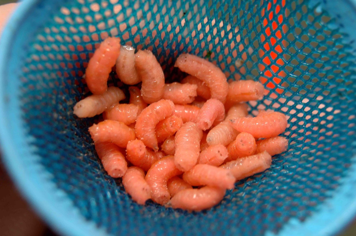 How to win a fishing match with only small fish | Angling Times