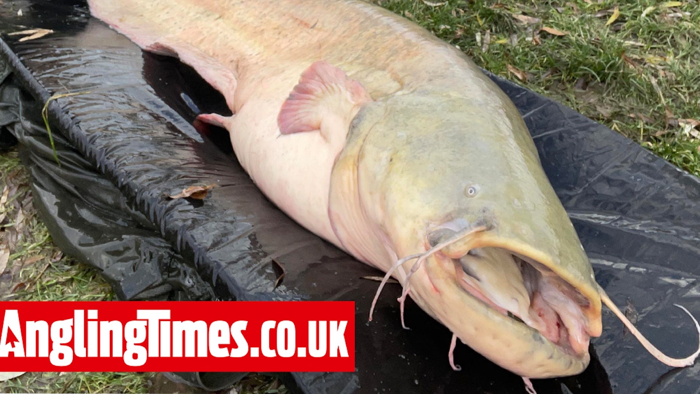 Could monster winter catfish be a new British record?