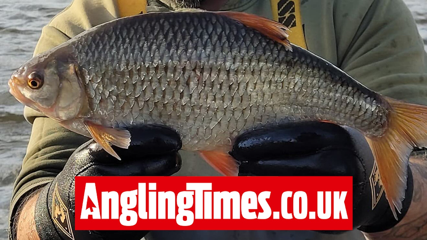 Giant roach found in commercial fishery netting