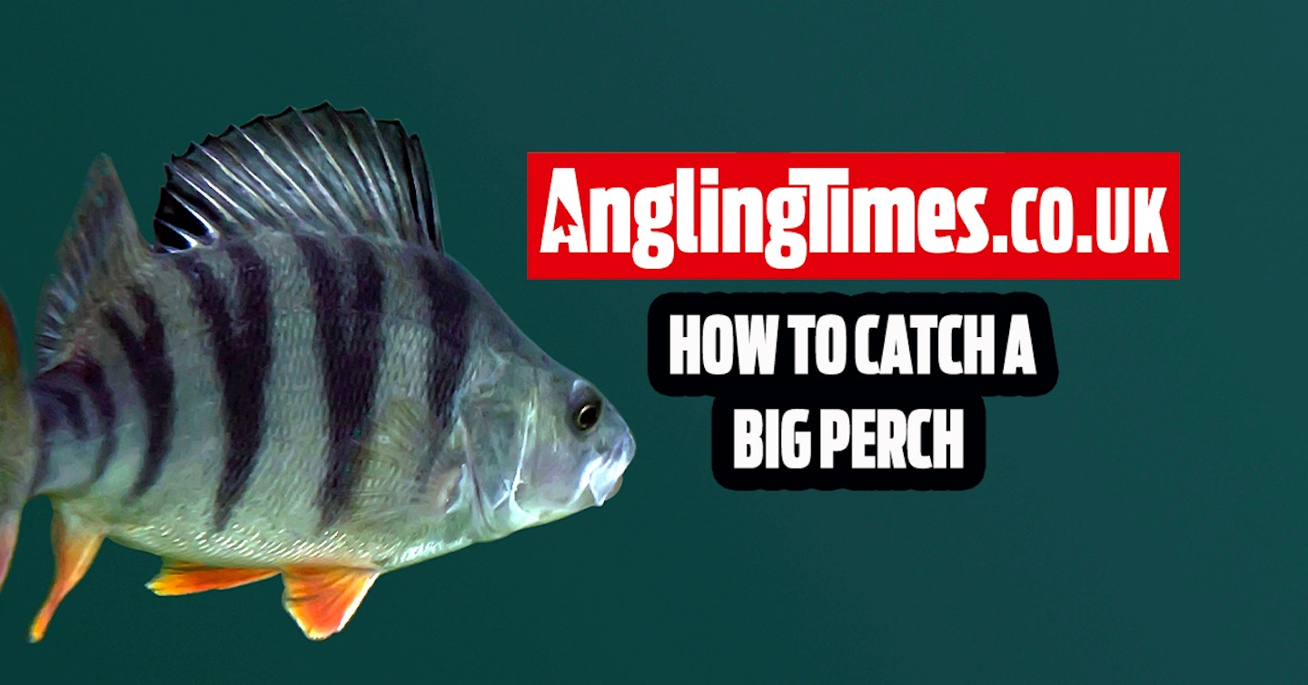Six brilliant tips for catching big perch