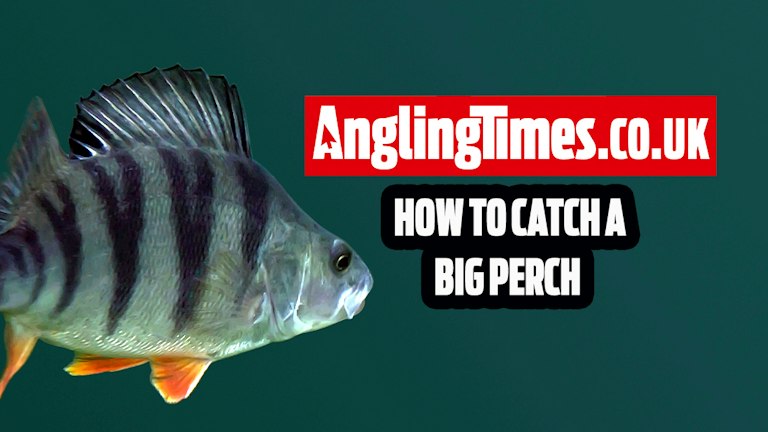 Higher Perch Six brilliant tips for catching big perch | Angling Times