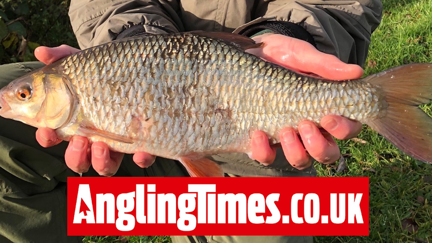 Spectacular river roach landed on maggot and bread combo | Angling Times