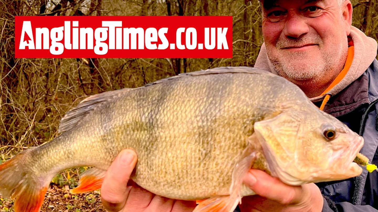 Personal best canal perch is Darren’s final fish of 2023