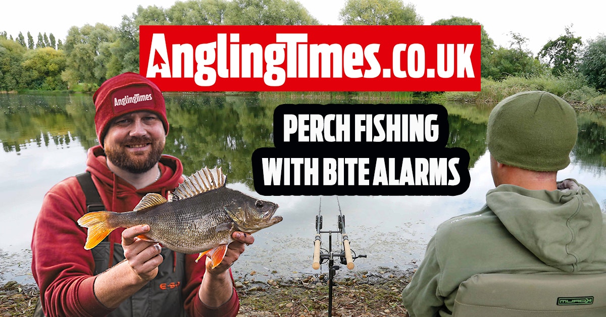 How to fish for specimen perch with bite alarms