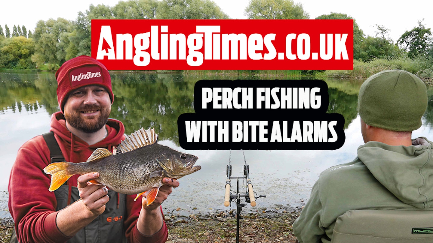 How to fish for specimen perch with bite alarms