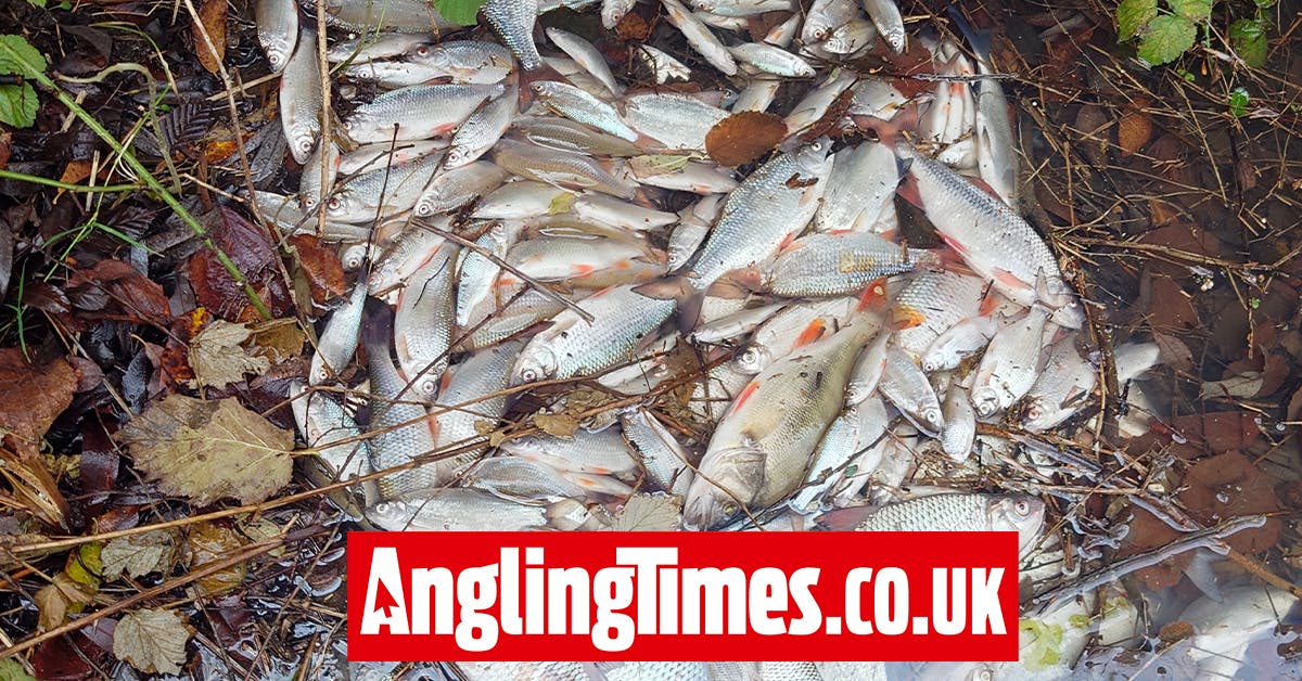 Anglers Devastated After Pollution Incident Kills 100,000 Roach ...