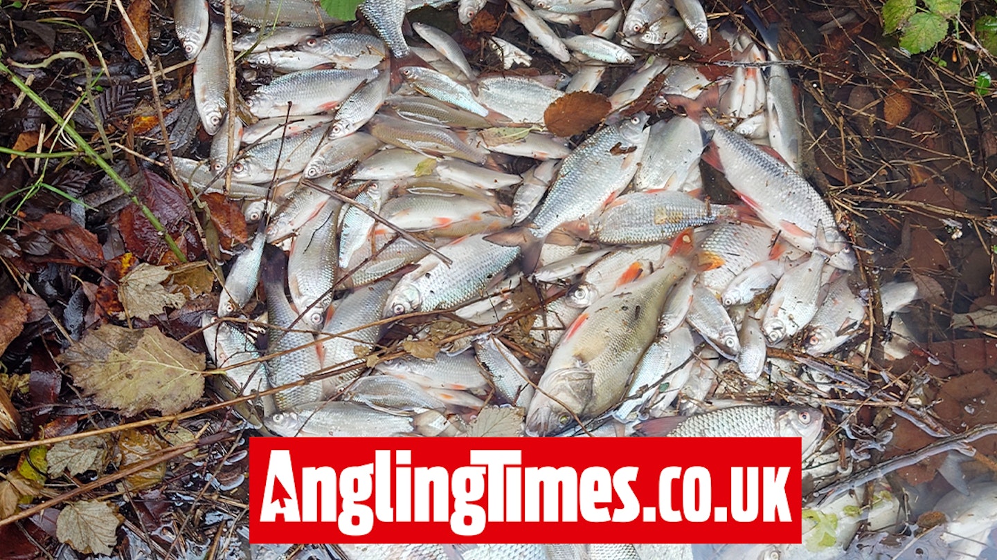 Anglers devastated after pollution incident kills 100,000 roach