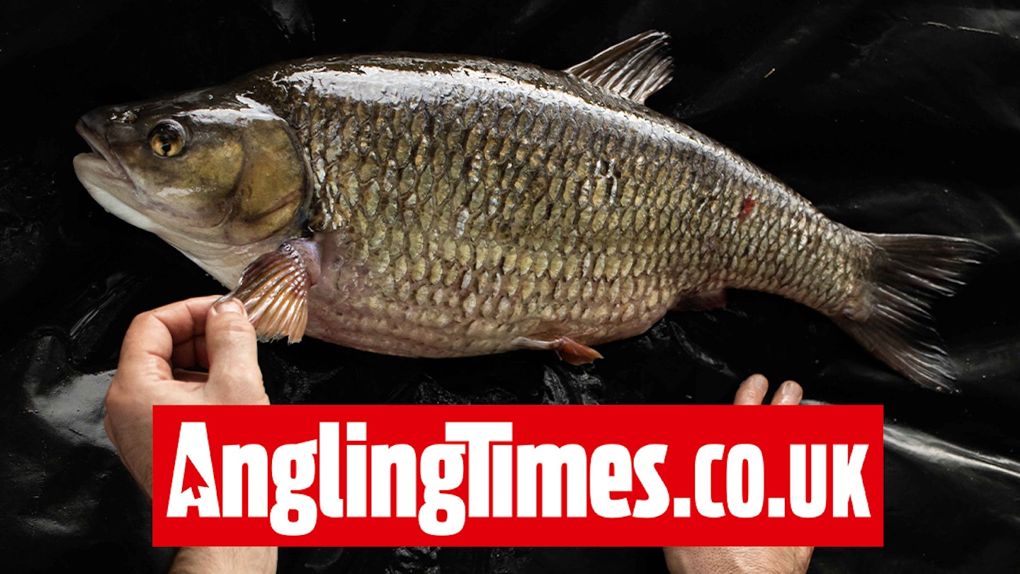 Giant chub is one of the biggest ever taken from a British river