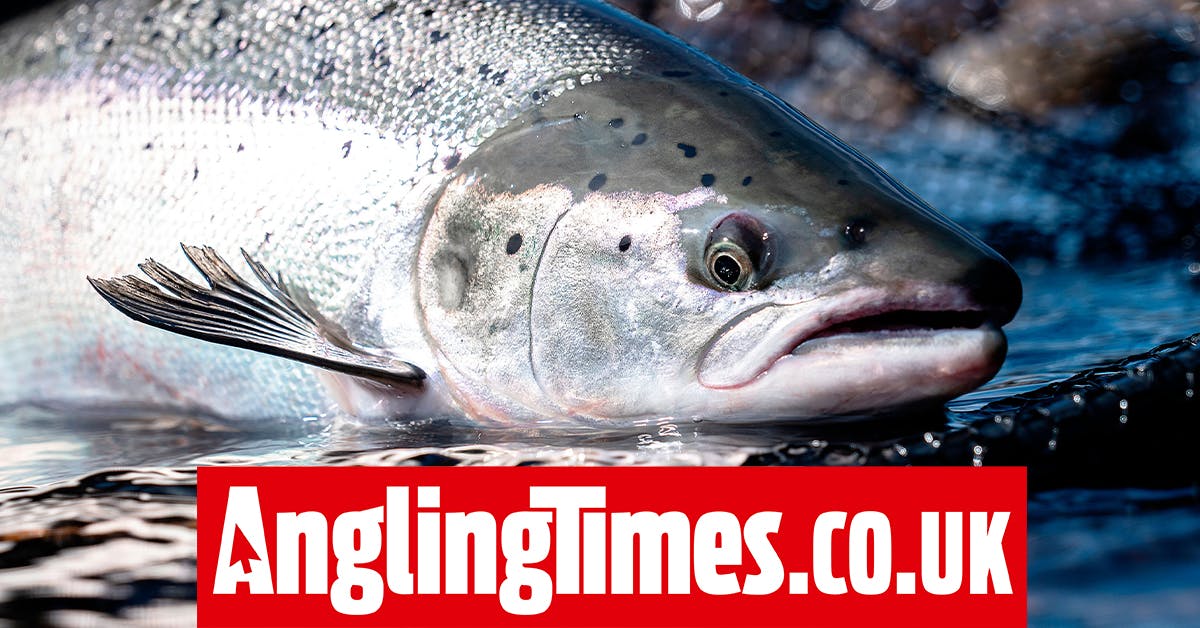 Salmon Reclassified As ‘endangered’ Species | Angling Times