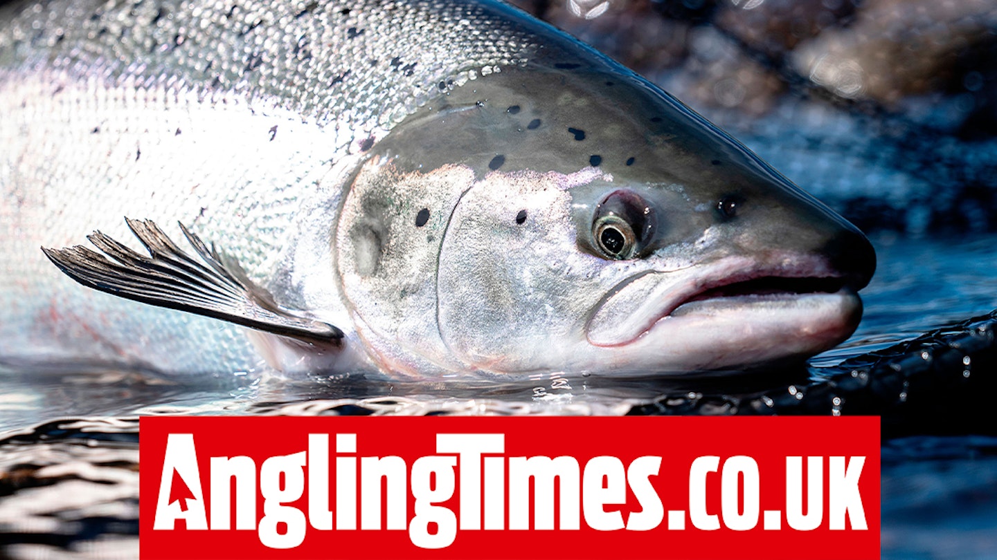 Salmon reclassified as ‘endangered’ species