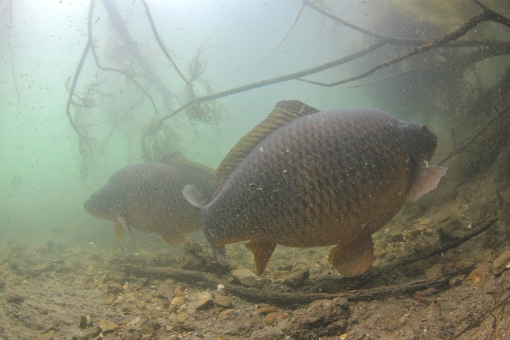 The best winter carp fishing edges Angling Times