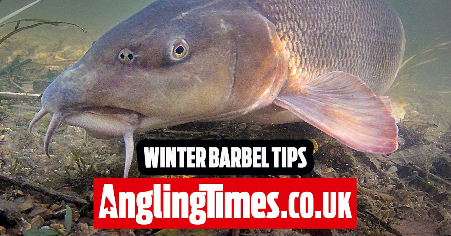 The best tips for winter barbel fishing